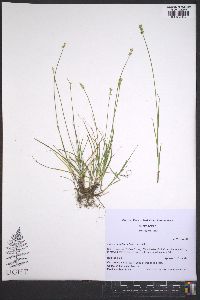 Carex retroflexa image