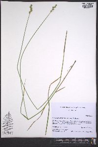 Carex tribuloides var. sangamonensis image