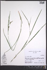 Carex striatula image