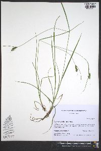 Carex swanii image