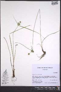 Cyperus croceus image