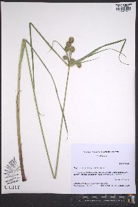 Cyperus echinatus image