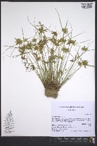 Cyperus flavescens image