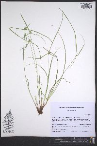 Cyperus hortensis image