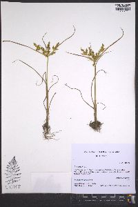 Cyperus iria image