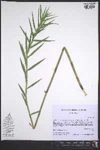 Dulichium arundinaceum var. arundinaceum image