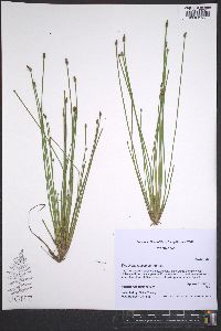 Eleocharis lanceolata image