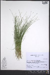 Eleocharis microcarpa image