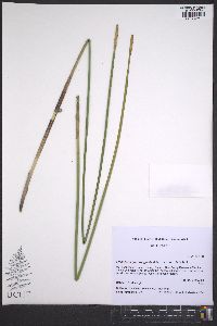 Eleocharis quadrangulata image