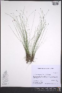 Eleocharis tenuis image