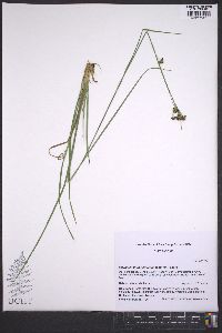 Rhynchospora globularis image