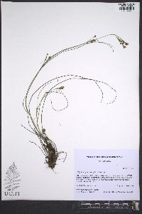 Rhynchospora perplexa image