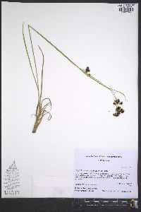 Rhynchospora recognita image