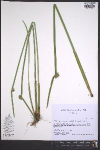 Schoenoplectiella mucronata image