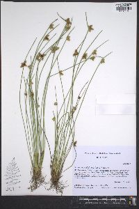 Schoenoplectiella purshiana image