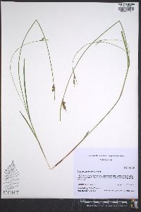 Scleria triglomerata image