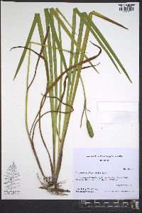 Iris prismatica image