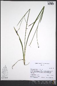 Sisyrinchium nashii image