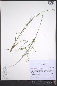 Juncus anthelatus image