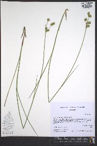 Juncus brachycarpus image