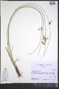 Juncus coriaceus image