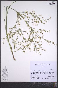 Juncus diffusissimus image