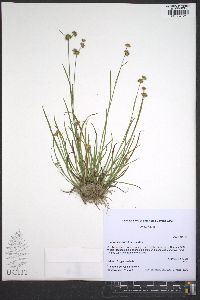 Juncus filipendulus image