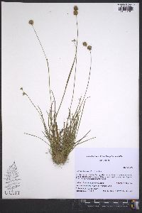 Juncus filipendulus image