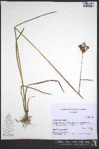 Juncus longii image