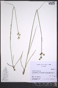 Juncus scirpoides image