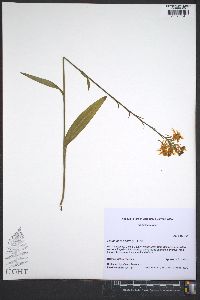 Platanthera ciliaris image