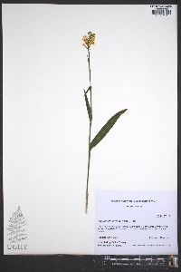 Platanthera cristata image