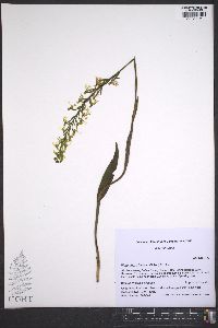 Platanthera lacera image