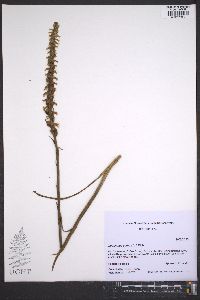 Spiranthes cernua image