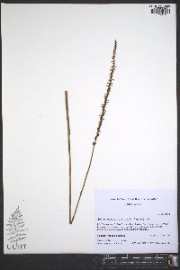 Spiranthes lacera image