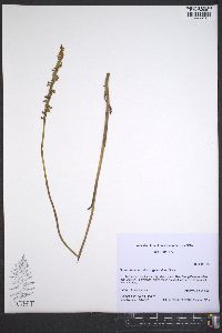 Spiranthes vernalis image