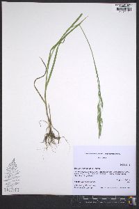 Bromus commutatus image