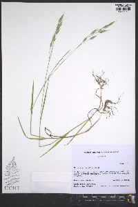 Bromus commutatus image