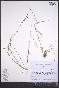 Coleataenia anceps subsp. rhizomata image