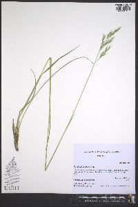 Danthonia sericea image