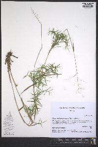 Panicum ensifolium image