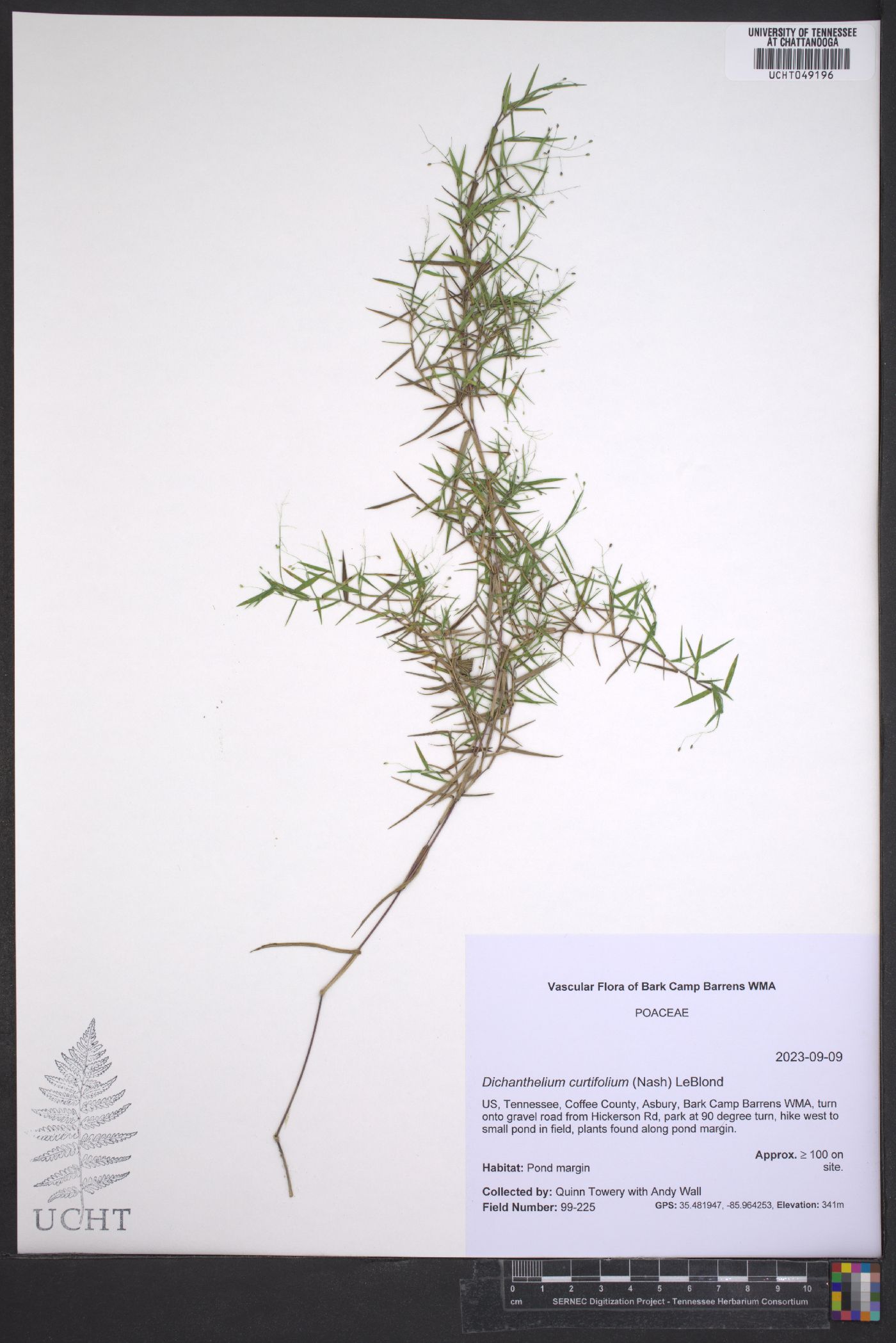 Panicum ensifolium var. ensifolium image