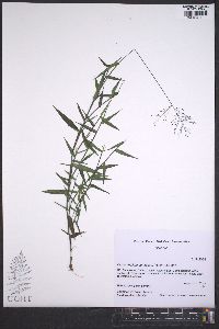 Panicum ensifolium image