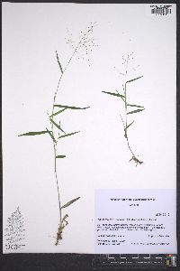 Dichanthelium ensifolium image