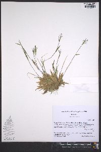 Panicum ensifolium var. ensifolium image