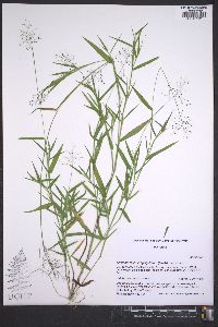 Dichanthelium acuminatum subsp. longiligulatum image