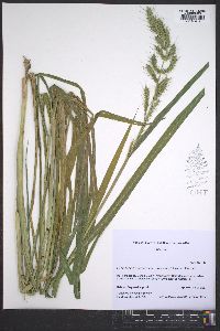Echinochloa muricata var. muricata image