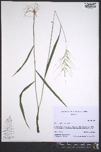 Elymus hystrix image