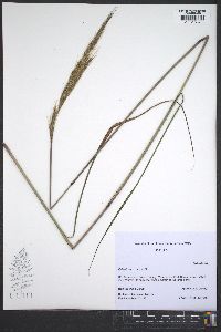 Saccharum baldwinii image
