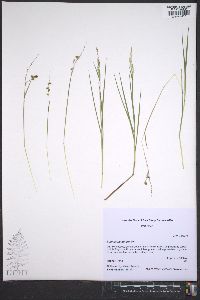 Leersia hexandra image